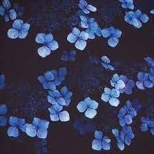 Nicepng provides large related hd transparent png images. Grunge Blue Aesthetic Flower Novocom Top