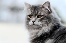 82 Rus Kedi Isimleri Evcil Hayvanlariniz Icin Mutlu Bir Ev Nasil Yapilir