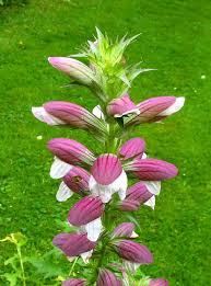 Image result for Acanthus mayaccanus