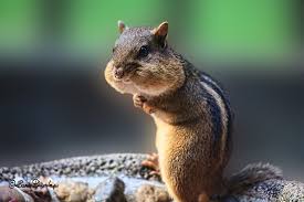 What a chipmunk looks like. Keeping The Peace Between Gardeners And Chipmunks The National Wildlife Federation Blog The National Wildlife Federation Blog