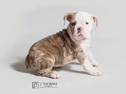 Finding forever homes for puppies for 20 years! Victorian Bulldog Puppies Petland Topeka