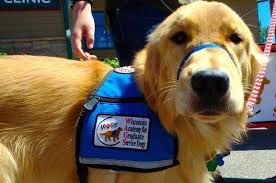 8 Types Of Service Dogs We Should Be Grateful For Service Dog Training Service Dogs Assistance Dog