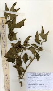 Image result for Solanum anguivi