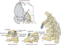 Flexion, extension, lateral flexion, circumduction of head on neck. Structure And Function Of The Vertebral Column Musculoskeletal Key