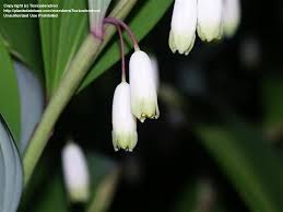 Image result for Indigofera ischnoclada