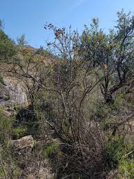 Image result for Searsia dentata