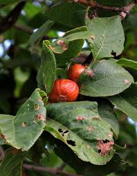 Image result for Vangueria madagascariensis