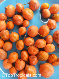 Image result for Garcinia livingstonei