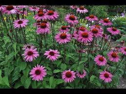 Heat Loving Perennials Garden Tour Garden Style Nw Youtube Drought Resistant Landscaping Garden Tours Perennials
