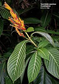 Image result for Acanthaceae