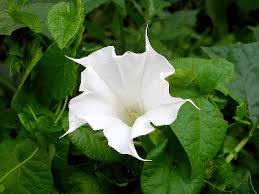 Image result for Datura stramonium