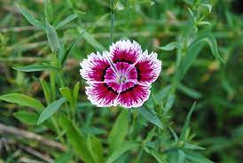 Dianthus Chinensis Wikipedia Plants Plant Identification Dianthus Flowers