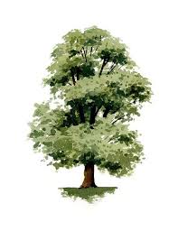 Elm Tree Art Print Wall Decor Watercolor Painting About The Artwork This Is A Professional Quality In 2020 Tree Watercolor Painting Tree Art Watercolor Trees