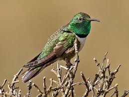 Image result for Tridactyle gentilii