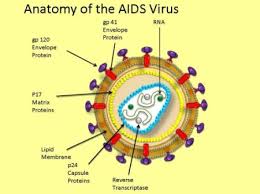 Pin Op Hiv Structure