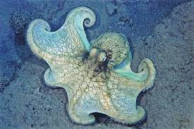 Pin On Octopus