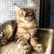 Buying a maine coon cat will take time, lengthy research, and a healthy gut instinct. Maine Coon Kittens Everything You Need To Know About Them Only Kittens The Best Kitten Cattery