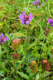 Some herbs can be infused in boiling water to make herbal teas (also termed tisanes). Prunella Grandiflora Large Self Heal Seeds Plants Dried Herbs