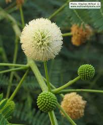 Image result for Leucas milanjiana