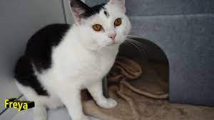 Freya Susie Swansea Cats Protection Youtube Cats Cats And Kittens Animals