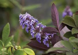 Image result for Vitex franceseana