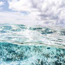 Coral Bleaching In The Maldives Coral Bleaching Coral Reef Bleaching Underwater Photography