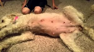You should begin looking for signs of labor around day 49 (7 weeks). How Do U Know If My Dog Is Pregnant Dogwalls
