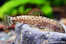 Image result for Paralepistemon shirensis