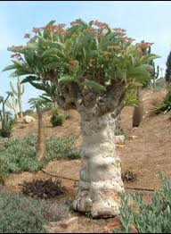 Image result for Cyphostemma hereroense