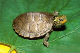 Liam S Favorite Animal Turtle Turtle Facts Turtle Images