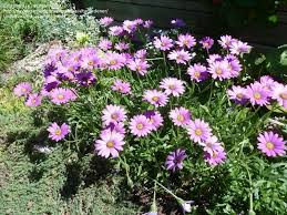 Image result for Osteospermum barberiae