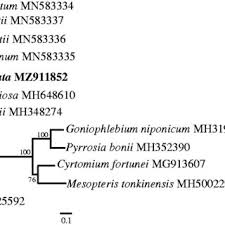 Image result for Vandenboschia gigantea
