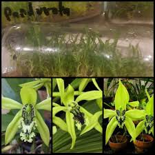 Maybe you would like to learn more about one of these? Bibit Anggrek Spesies Dalam Botol Anggrek Hitam Coelogyne Pandurata Shopee Indonesia