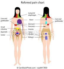 Tingling feelings, sharp or burning pain, recurring aches, loss of strength, and other symptoms and sensations on the skin and in the muscles can be a sign of damage along the spine. Referred Pain Chart Eps8 Diagram Showing How Pain From Internal Organs Is Felt In Specific Areas Of The Skin Canstock