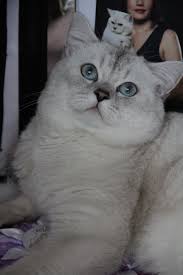 The cattery is set on 2 acres in a secluded area where it is. British Shorthair Silver Shaded Point Novocom Top