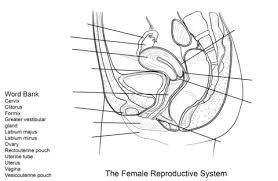 Female Reproductive System Worksheet Coloring Page Female Reproductive System Reproductive System Female Reproductive Anatomy
