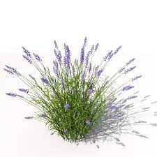 Lavender Plant Flowers 3d Model Lavender Plant Photoshop Landscape Plants