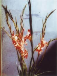 Beautiful flowers over lake lucerne and mountains background, switzerland. It S Scientifically Proven That Flowers Make You Feel Better Vogue