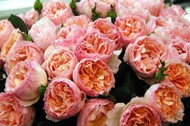 The rose princesse charlene de monaco is a remarkable rose and holds well in a fully open form. Rose Princesse Charlene De Monaco
