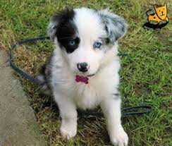 Vintage Porcelain Border Collie Black And White Etsy Collie Puppies Merle Border Collie Cute Dogs