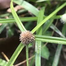 Image result for Kyllinga erecta