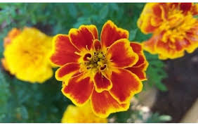 Image result for Tagetes patula