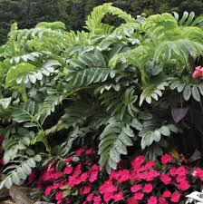 Image result for Melianthus major