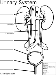 Harnsystem Harnsystem Human Body Systems Body Systems Worksheets Excretory System