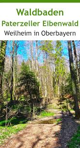 Paterzeller Eibenwald Und Zellsee Rundwanderung Bei Wessobrunn In 2020 Wanderung Eibe Wald