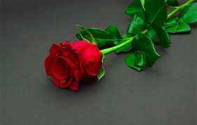 Rose colors & their meanings. The Story Behind Red Roses Meaning All Rose Color Meanings