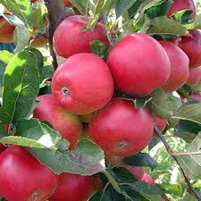 This is a lot more complicated than just throwing a few seeds in the ground, but with my help i can show you how. Creative Farmer Fruit Seeds Gala Apple Tree Plant Grow Your Own Tasty Apples Plant For Garden Balcony Fruit Seeds Pack Amazon In Garden Outdoors