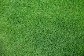 Zoysia plugs (zoysia spp.), also known as zoysiagrass or simply zoysia grass, are a perennial grass that grows in u.s. Turf Masters Learn How To Care For Your Zoysia Grass