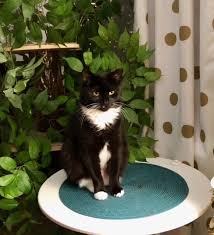 I don't mind to get any kitten bread but hopefully if there's a. Cat For Adoption Baby A Domestic Short Hair In Clifton Nj Petfinder