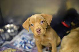 Stop feeling and start thinking. Animal Shelters Adopt A Pet Michigan Humane